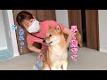 疲れてる日はママが帰ってきた途端マッサージを要求する柴犬…