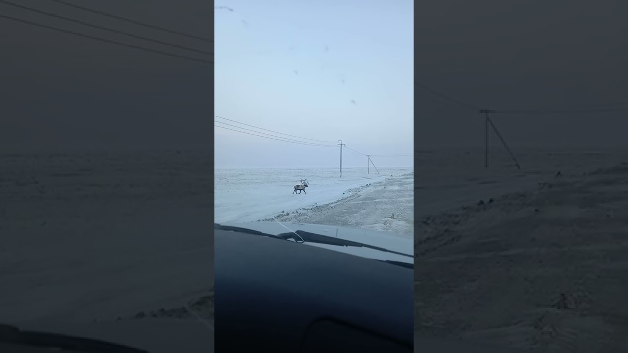 Переход оленей через дорогу. Семаки.
