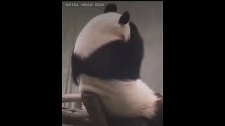 sad panda 🥀