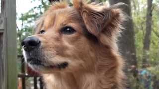 Pet the [Irish Setter, Labrador mix] YouTube