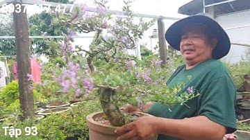 #93 NGUYỄN THOA🍀Mai Thủy da đen, Linh Sam song hinh, kim song hinh hoa Trắng, Tím, hồng, 14/7/22