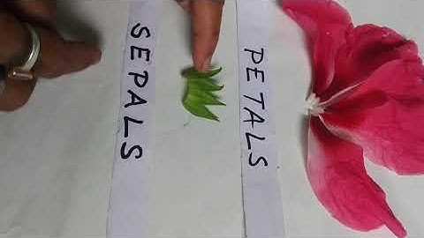 Dissection of hibiscus flower ( without bio lab) Part-10