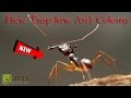 My New Trap-Jaw Ant Colony