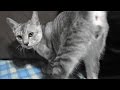 野良子猫ろく おばちゃん抱っこして