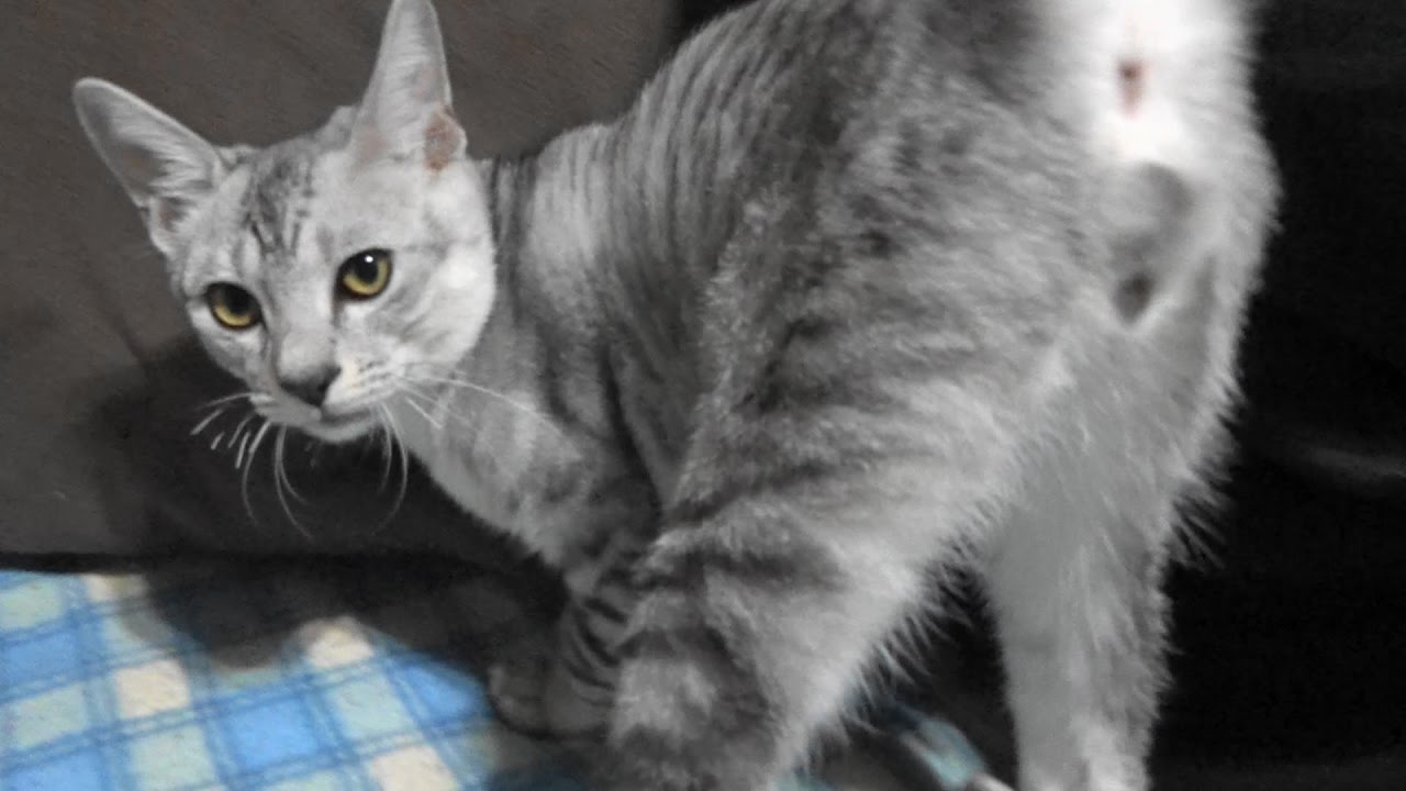 野良子猫ろく おばちゃん抱っこして Youtube