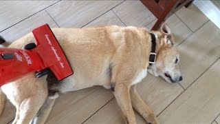 Buddy Aint Afraid of No Vacuum Cleaner! @mediocrefilms2