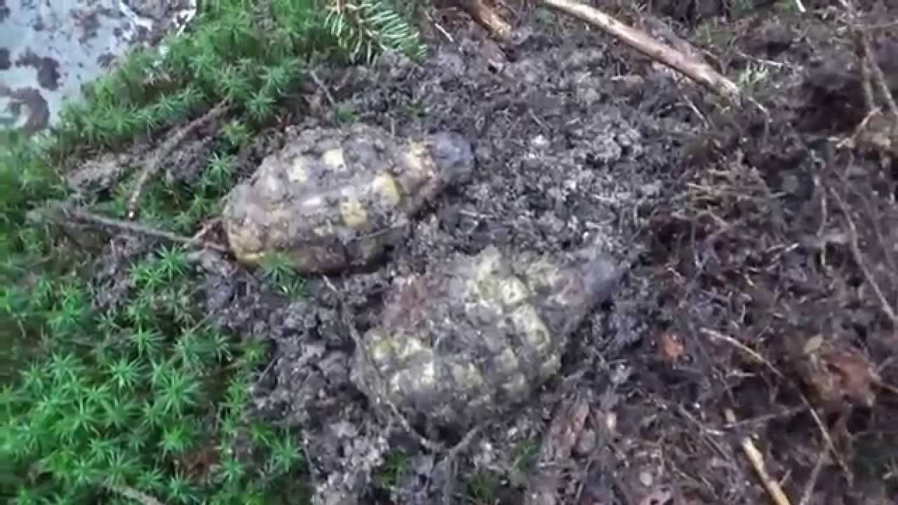 Sortie dans les Vosges