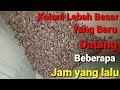 Koloni Lebah Apis cerana,,mencari tepat bersarang