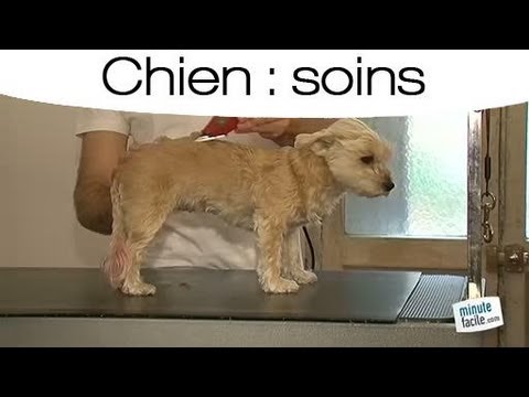 Vidéo: Faut-il raser un bichon frisé ?