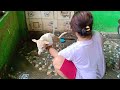 Cara memandikan anak Anjing Kampung agar tdk kena kutu