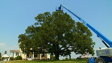 How to Install Lightning Rods in Trees | P. Allen Smith Classics