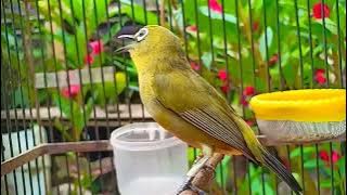 pleci dakun lokal malang ngalas ngerol