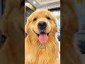Pourquoi le golden est le chien numéro 1 ? #fait #chien #fyp