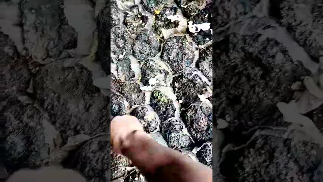 มาเก็บเห็ดขอนขาว ไปแกงครับ #funny #comedyshorts #fishing #drama #farmlife #comedy #fruit#automobile