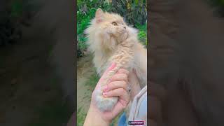 #cat #movie #video #sinetron