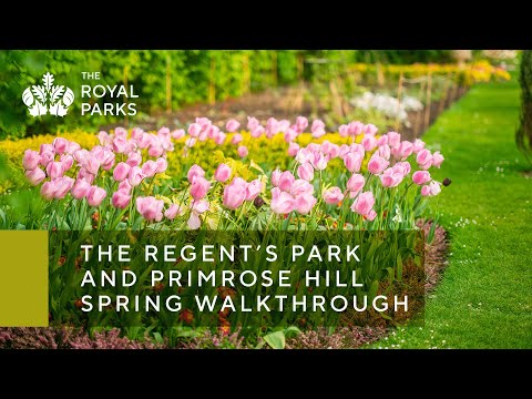 The Regent S Park Primrose Hill In London Spring Walkthrough The Royal Parks 