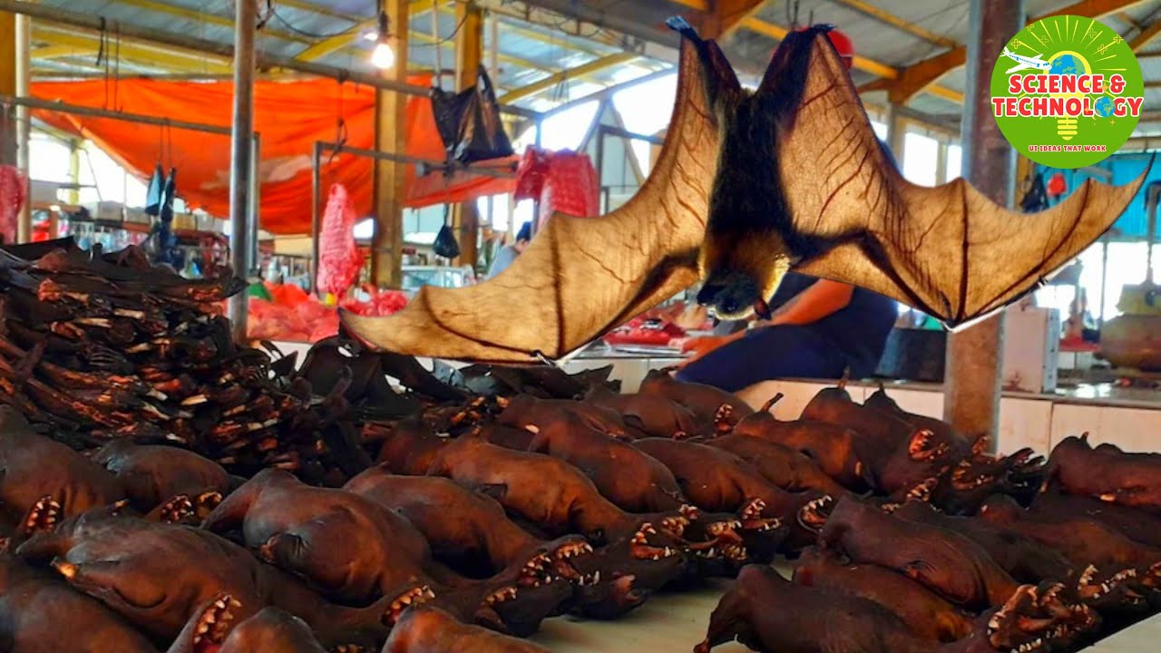 Farm Rattle Bat Bat Farming | Complete Guide to Benefits, Uses, and Farming Methods ...