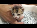 生後間もない子猫のトイレは人の手が必要です。自力でまだできません。【赤ちゃん猫】【保護猫】