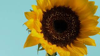 Sunflower close up - video clip