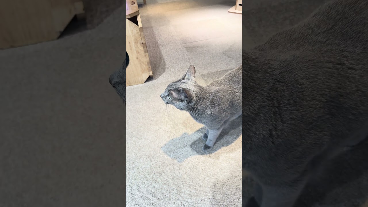 Cat Cafe Moff at Akihabara in Tokyo | Japan 2026 #shorts - YouTube