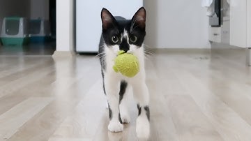 Cats playing fetch | Uni and Nami
