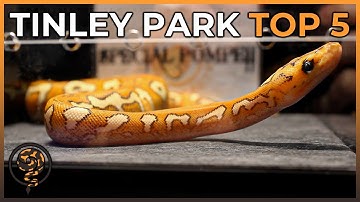 These are the TOP 5 Ball Pythons at Tinley Park! (October 2022 Reptile Expo)