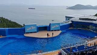 dolphin show