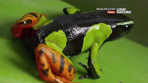 Герои дикой природы / Wildlife Icons : Фантастические лягушки 2 серия