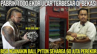 PABRIK 1000 EKOR ULAR TERBESAR DI BEKASI. BISA NGANAKIN BALL PITON SEHARGA 60 JT PEREKOR. MOPHAHOLIC