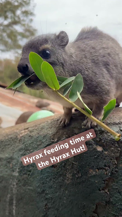 Today was really fun at the hyrax hut! #awawa #wildlife #awawa