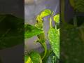 草に紛れるへっちん
