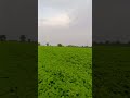 Top soybean 2117 #soyabean #kheti_badi #shots #farming