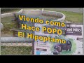 Visita al zoológico Parque de las leyendas Perú El hipopótamo sale del agua y hace popo LIMA