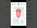Structure of the Tongue Explained | Anatomy, Parts &amp; Functions | Learn About Pharmacy