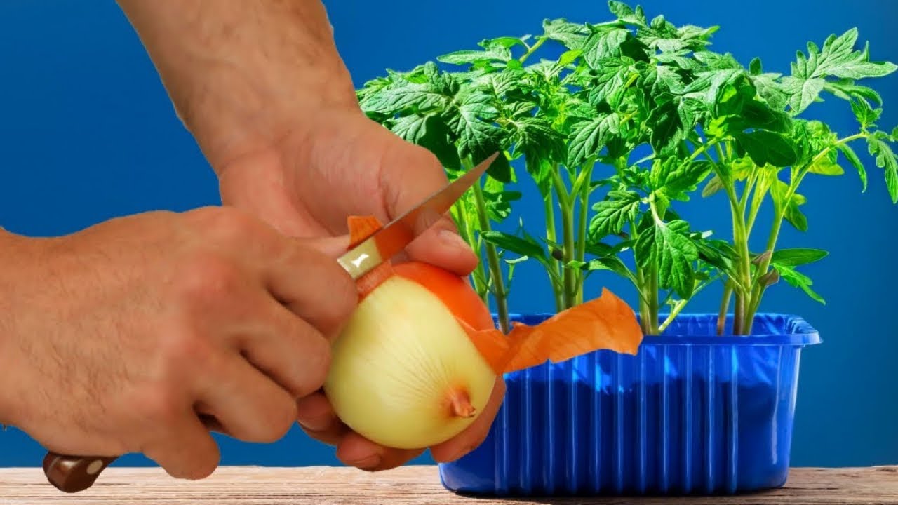 Никогда Не Сажайте Томаты и Перец Без Этого! Рассада крепкая и ...