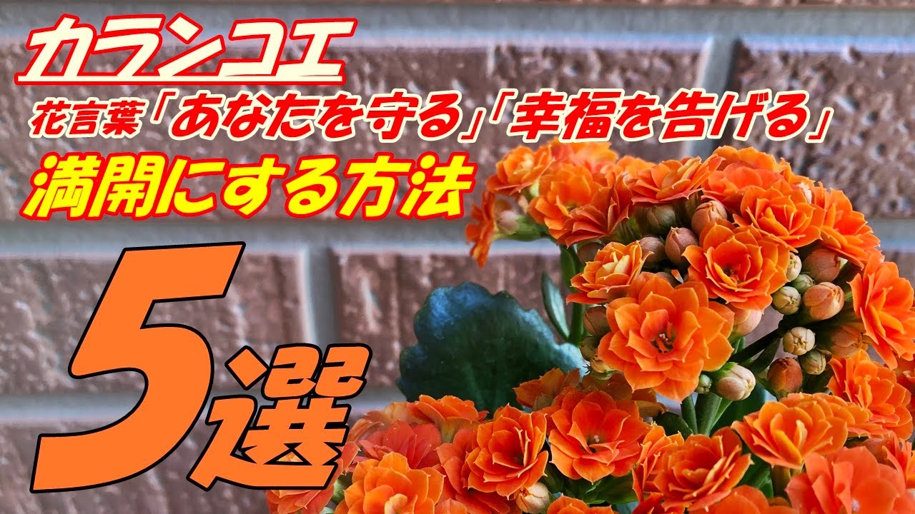 花】カランコエの育て方・植え付け - YouTube 花】カランコエの育て方・植え付け - YouTube