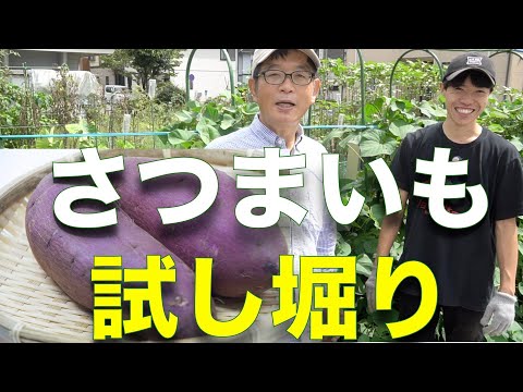 8月15日 里芋の育て方 日々のお手入れ編 追肥 海老芋 善光寺 Youtube