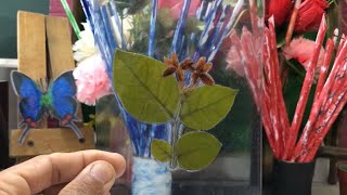 طريقة تجفيف الاوراق / الازهار في المنزل - زهرة الرازقي ب210/How to dry leaves and flowers /Herbarium