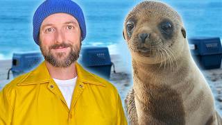 Rescuing Cute Sea Lion Pups On the Beach