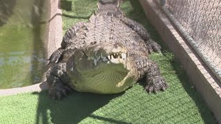 Valley sanctuary gives exotic pets a second chance