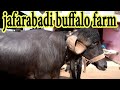 30 लीटर दूध वाली जाफराबादी भैंसें I Jafarabadi Buffaloes exported to Brazil I  African cape buffalo