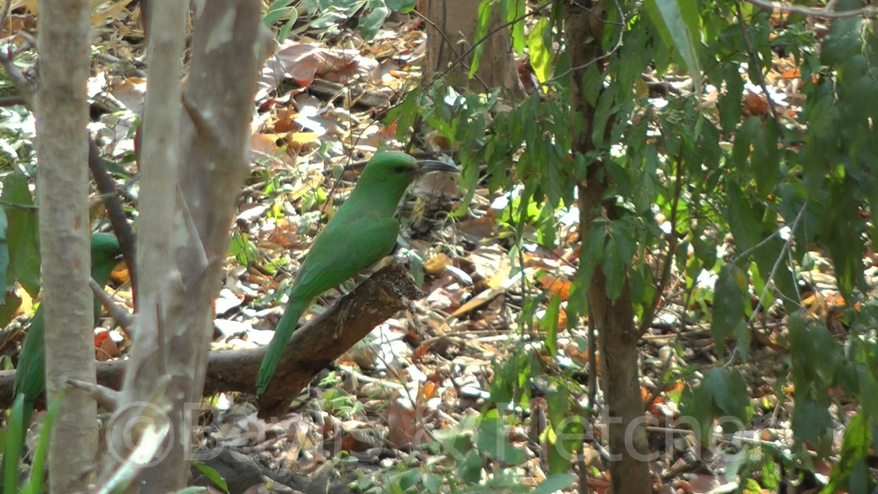 Blue-bearded Bee-eaters (N. athertoni), Cambodia. 20160310_143257.m2ts