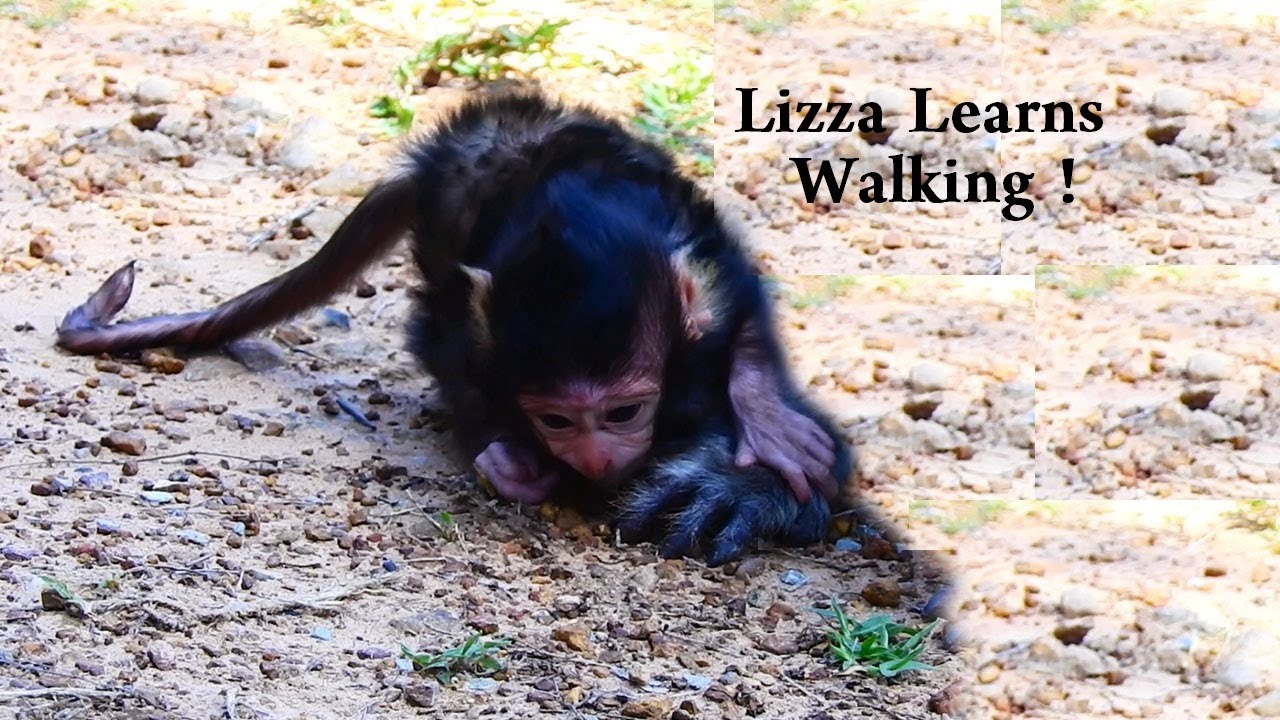 newborn baby toys WALK CRAWLING, In One Day Old Lizza Newborn Baby Learns Walking, Look So Cute