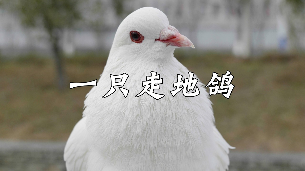 鸽界躺平代表：会飞，但没必要。