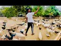 Bird Aviary Mai Sab Parindo ny Gair Lia | Multi Zoo