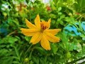 How To Grow Cosmos Plant from seeds In A Containers ( With 3 months Full Update)