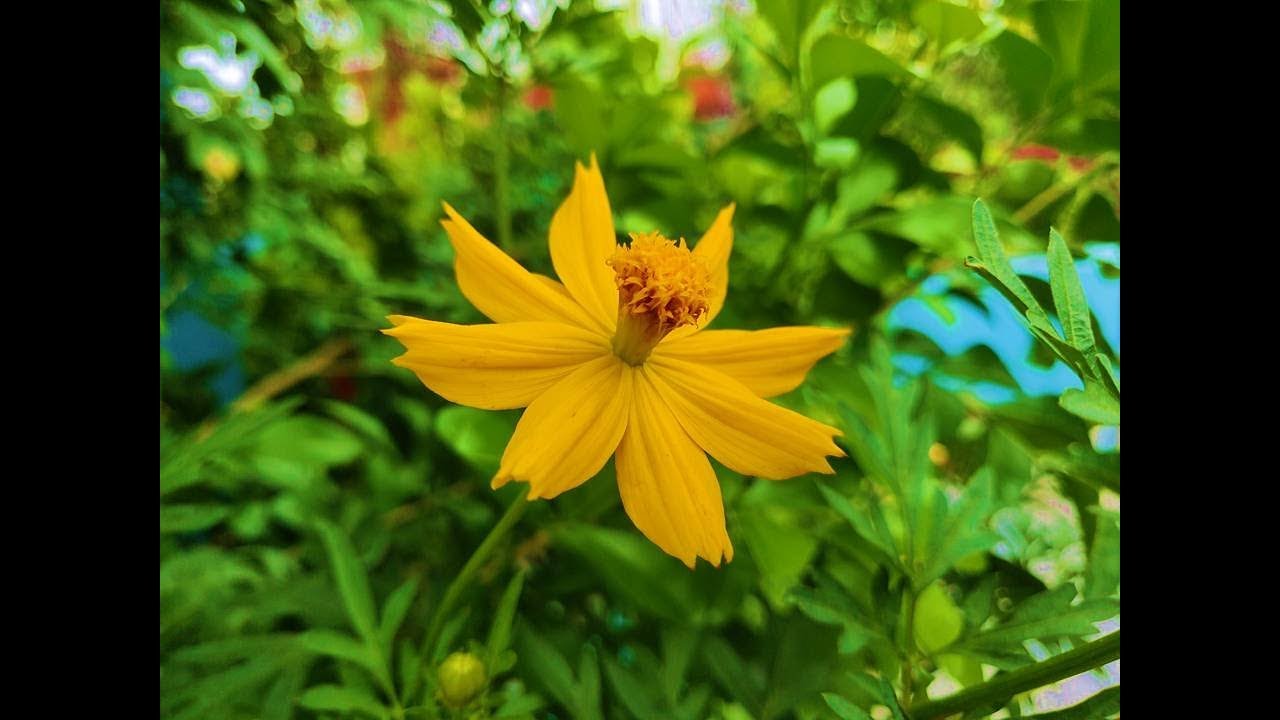 How To Grow Cosmos Plant from seeds In A Containers ( With 3 months Full  Update) - thptnganamst.edu.vn