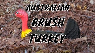Australian Brush Turkey or Scrub Turkey (Alectura lathami) / Buschhuhn Scrub Turkey Nesting