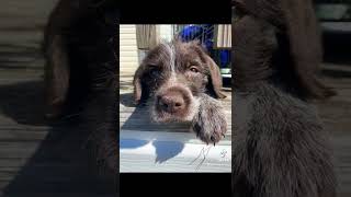 Benny the German Wirehaired Pointer