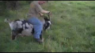 midget rides again.avi